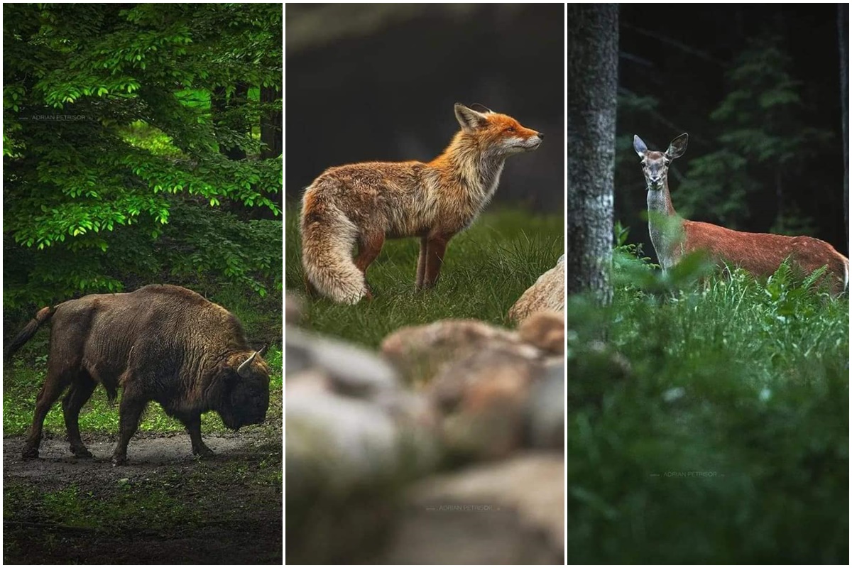 Wonderful wildlife in the Carpathians